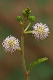 Image result for Mimosa pigra