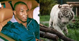 @sulove_kh @tsbible ahaha it most likely is considering mike was in that film as well. What Happened To Mike Tyson S Pet Tiger Of 16 Years
