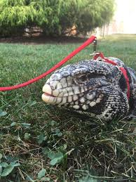 Argentine Black And White Tegu For Sale Uk A Black And White Argentine Tegu Cute Reptiles Tegu Tegu Lizard