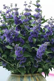 Image result for Caryopteris odorata
