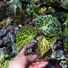Image result for Begonia rubronervata