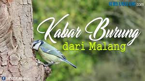 Jual beli kenari pun tak harus di pasar burung lagi, tinggal dipasarkan via online misal menggunakan facebook maka tidak akan menunggu lama pembeli akan menghubungi kita dan segera di pantau ke rumah kita. Video Harga Burung Kenari Naik Lagi Berikut Update Dari Pasar Splendid Malang Surya Malang