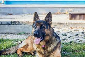 The 10 Best German Dog Commands Rogue Pet Science