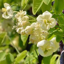 Maybe you would like to learn more about one of these? Andere Kletterpflanzen Clematis Zrodlo Dobrych Pnaczy