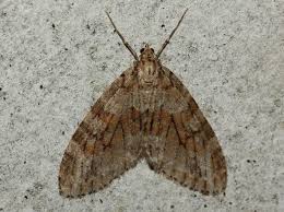 Image result for Trichopteryx