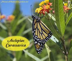 Find Milkweed Plants And Milkweed Seeds For Monarchs 25