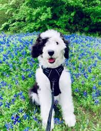 Good Breeder Liberty Hill Sheepadoodles Really Cute Dogs Sheepadoodle Puppy Sheepadoodle