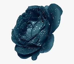 You don't have to credit me, as i only compiled them. Free Download Purple Rose Transparent Clipart Rose Dark Blue Flower Png Png Download Transparent Png Image Pngitem