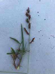 Image result for Urochloa serrata
