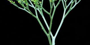 Image result for Psilotum