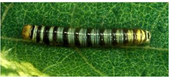 Image result for Caucanthus auriculatus