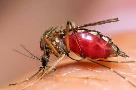 Image result for mosquito bite