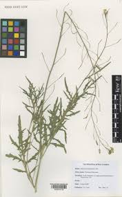 Image result for Diplotaxis tenuifolia