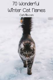 Personal preferences usually play a role when choosing cat names or kitten names. Top 70 Best Winter Cat Names For Boys Girls Winter Cat Cat Names Boy Cat Names