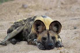 We did not find results for: African Wild Dog Wild Dogs Animals