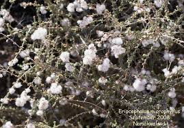 Image result for Eriocephalus microphyllus