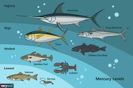 the best types of fish ranked by mercury content