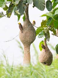 Many birds make nests like this. Baya Weaver Bird Nest At A Branch Of The Tree Stock Photo Picture And Royalty Free Image Image 15862111