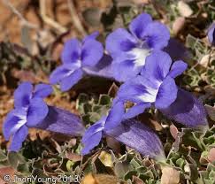 Image result for Aptosimum procumbens
