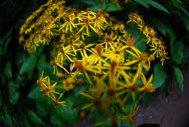 Maybe you would like to learn more about one of these? Beautiful Flowers In Costa Rica Photo Gallery Go Visit Costa Rica