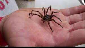 Jul 25, 2021 · spider lake chain is a 5 lake chain located 15 miles northeast of hayward, in northwest wisconsin. Things That Make You Go Eww Giant Fishing Spiders Who13 Com