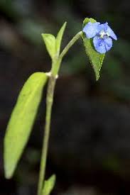 Image result for Commelina triangulispatha