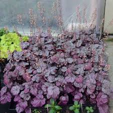 Heuchera Rose Quartz Perennial Resource Heuchera 'wild rose' this easily distinguishable heuchera stands out with its large leaves and bright, uniquely colored foliage. heuchera rose quartz perennial resource