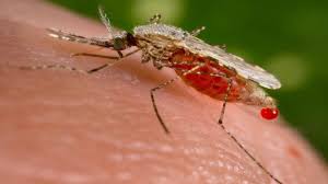 Image result for Malaria