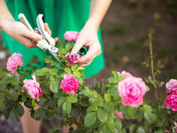 Mawar adalah suatu jenis tanaman semak dari genus rosa sekaligus nama bunga yang dihasilkan tanaman ini. 5 Langkah Mudah Untuk Memiliki Taman Bunga Mawar Rumah123 Com