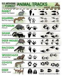 How To Identify Animal Tracks Animal Tracks Wilderness Survival Wilderness Survival Skills