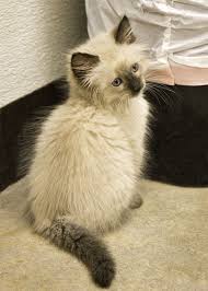 Long Haired Siamese Balinese Cat Cute Baby Animals Cats