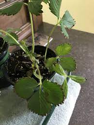 The edges of my calathea's leaves are browning! Browning Strawberry Leaves Bbc Gardeners World Magazine