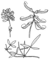 Image result for Lotononis bainesii