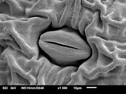 Image result for Stomatostemma