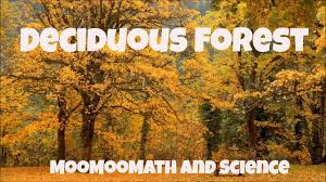 Maybe you would like to learn more about one of these? Temperate Deciduous Forest World Biomes Youtube