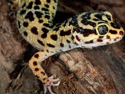 The best geico phone number with tools for skipping the wait on hold, the current wait time, tools geico phone number. Geckos As Pets Care Guide And Introduction