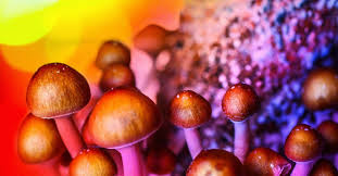 Place tea bags in the jar. Psilocybin And Magic Mushrooms Effects And Risks