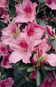 Formosa Azalea Monrovia Formosa Azalea Azalea Flower Azaleas Landscaping Plants