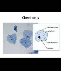 The cheek cells on a human being have nucleus. Is A Cheek Cell Prokaryotic Or Eukaryotic Quora