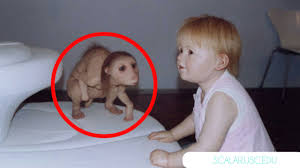 Dulu, gambar ikan pari tersebut sukses membuat anak kecil menangis ketakutan. Inilah 6 Berita Hoax Yang Pernah Booming Di Jagad Maya Indonesia Tahupost Net