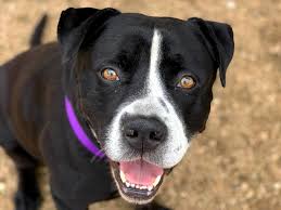 When you are ready to adopt a pet, we're here to help you pick out the perfect family member. Two Overcapacity Georgetown Animal Shelters Are Offering Free Adoptions Through June 20 Community Impact