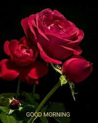Good Morning Images For Whatsapp In 2020 Good Morning Flowers Good Morning Images Flowers Good Morning Images