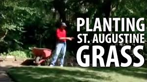 Search a wide range of information from across the web with quicklyanswers.com Planting St Augustine Grass The Dirt Doctor Youtube