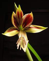 Marianne Bakelaar Amaryllis Flowers Beautiful Flowers Amazing Flowers