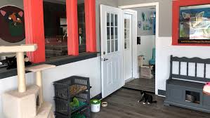 This opens in a new window. Cat Rescue Opens Cat Cafe In Jacksonville Beach Wjct News