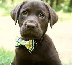Kat loves puppies and makes sure each dog gets a healthy dose of. Chocolate Lab Puppies Colorado Springs