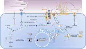 Unlike the eukaryotic cells of plants and fungi, animal cells do not have a cell wall. Endothelial Glycocalyx Hyaluronan The American Journal Of Pathology