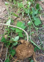 Image result for Corallocarpus bainesii