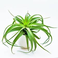 Since air plants do not require soil, their potting options vary widely and leave plenty of room f… Hanging Air Plant Container Ivory Ceramic Vase With Etsy Hanging Air Plants Air Plants Wholesale Air Plants