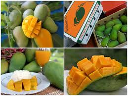 Rahasia menanam mangga harum manis cepat berbuah lebat dan besar mangga harum manis mempunyai buah yang. Musim Mempelam Harumanis Dah Nak Mula Kerajaan Perlis Sarankan Harumanis Jadi Pengganti Kurma Ketika Berbuka Puasa Libur